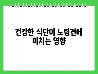 노령견이 걸리기 쉬운 질병 이것보고 건강관리 해주세요