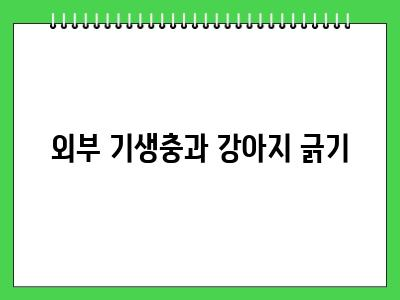 강아지가 긁는이유 이것 확인해보세요 2024년