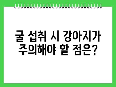 강아지 굴 먹어도 되나요? (익힌굴)
