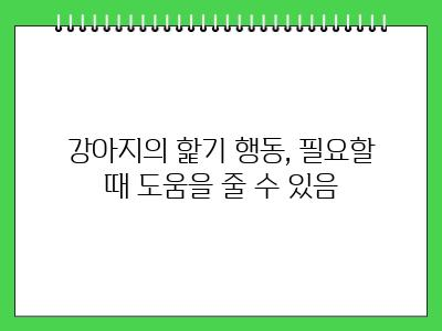 강아지가 생식기를 핥는 이유 이것 가능성 있음